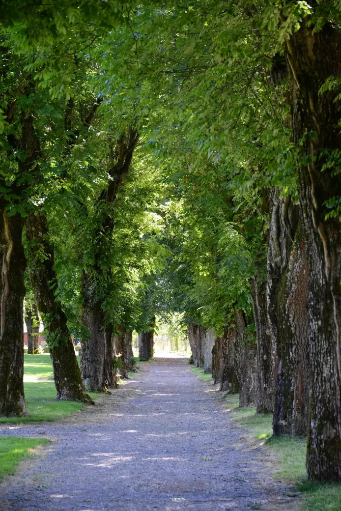 Askealléen på Tønsberg gamle kirkegård er eneste kjente tilholdssted for eremitten i Norge. Hva skjer med arten når trærne dør?