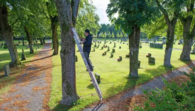 Siden overvåkingsprosjektet startet er det påvist yngling i et tjutealls trær i askealléen på kirkegården i Tønsberg.