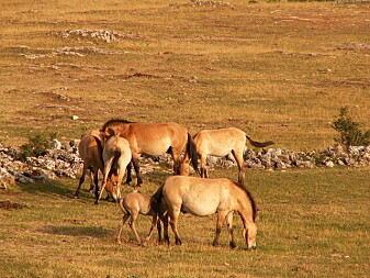Przewalski-hester har blitt satt ut igjen i det fri, og noen få ville flokker finnes i Mongolia og Kina. Przewalski-hester har blitt satt ut igjen i det fri, og noen få ville flokker finnes i Mongolia og Kina.