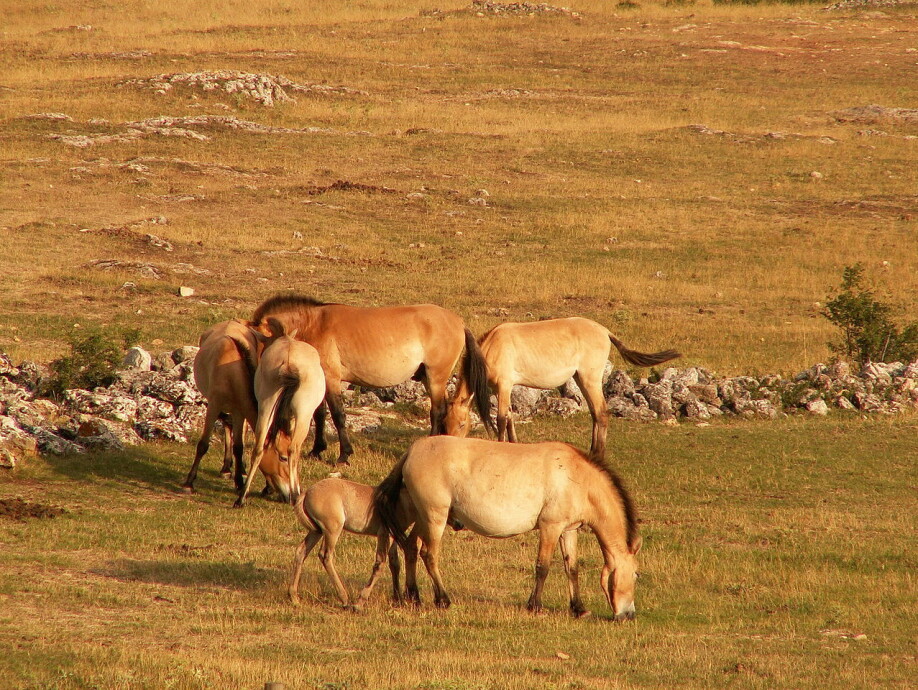 Przewalski-hester har blitt satt ut igjen i det fri, og noen få ville flokker finnes i Mongolia og Kina.