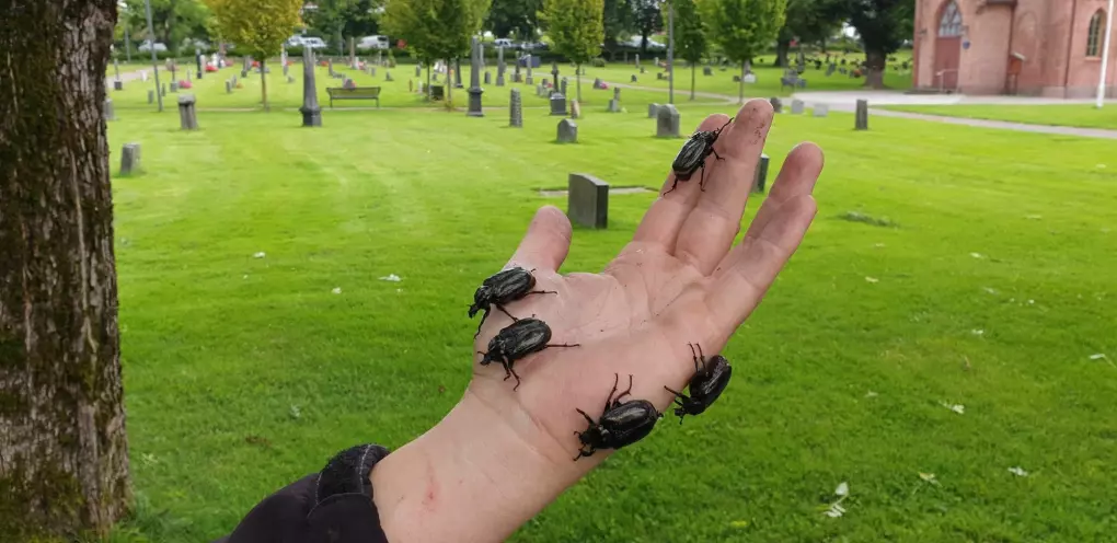 Eremitt-billene er kun funnet et sted i Norge, i gamle trær på en gravplass i Tønsberg.