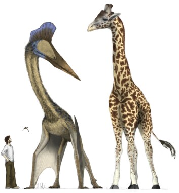 Svære Quetzalcoatlus, som levde i den senere krittiden, var på høyde med en sjiraff. Den lille insekteteren Anurognathus fra senjura kan sees over hodet på mennesket. (Illustrasjon: Mark Witton) Svære Quetzalcoatlus, som levde i den senere krittiden, var på høyde med en sjiraff. Den lille insekteteren Anurognathus fra senjura kan sees over hodet på mennesket. (Illustrasjon: Mark Witton)