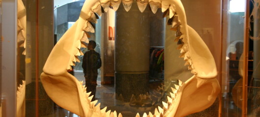 Hvor stor var egentlig monsterhaien Megalodon?