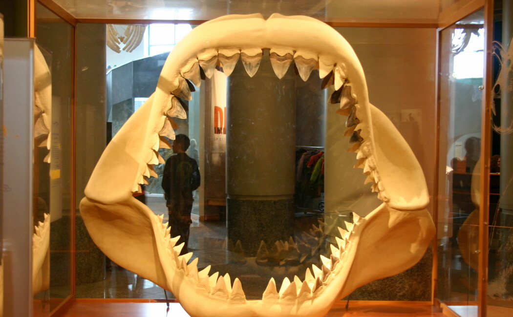 Bildet viser en modell av kjeven til Megalodon. Den står i North Carolina Museum of Natural Sciences.