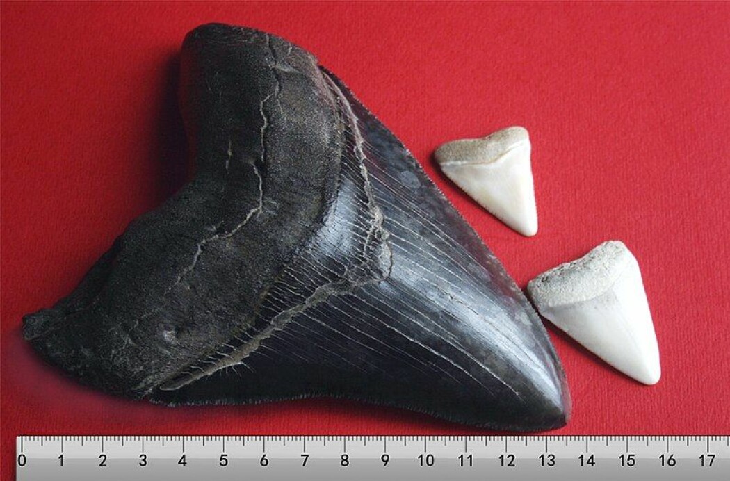 Den mørke tanna er fra Megalodon, mens de hvite er tenner fra hvithai.