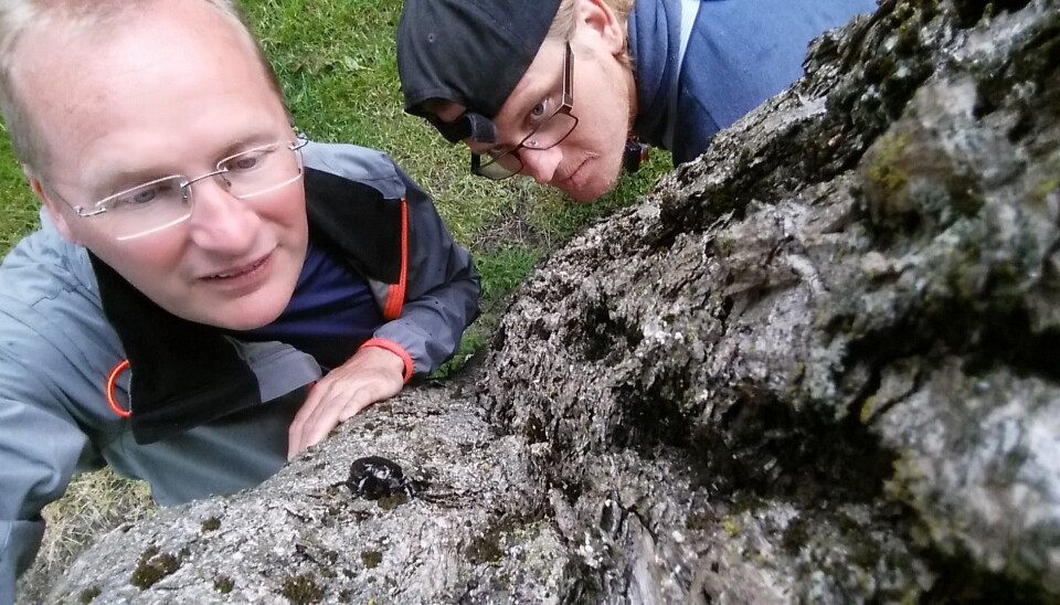 Forskerene Oddvar Hanssen og Anders Endrestøl besøker eremitten hver sommer. De kartlegger og overvåker eremittbestanden på Tønsberg gamle kirkegård på oppdrag fra Fylkesmannen i Vestfold og Telemark.