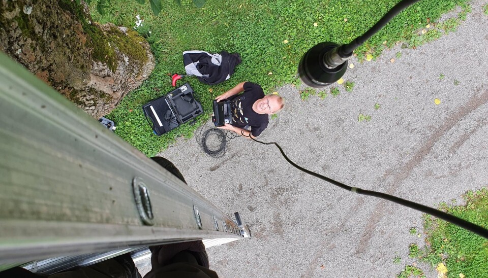Ved hjelp av et feierkamera kan forskerne følge billene direkte inne i treet, der det ellers ikke er mulig å komme til.