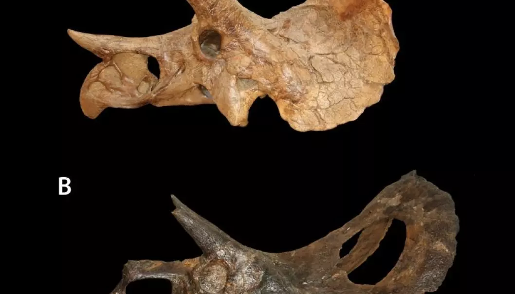 Triceratop og Torosaurus likevel ikke samme art