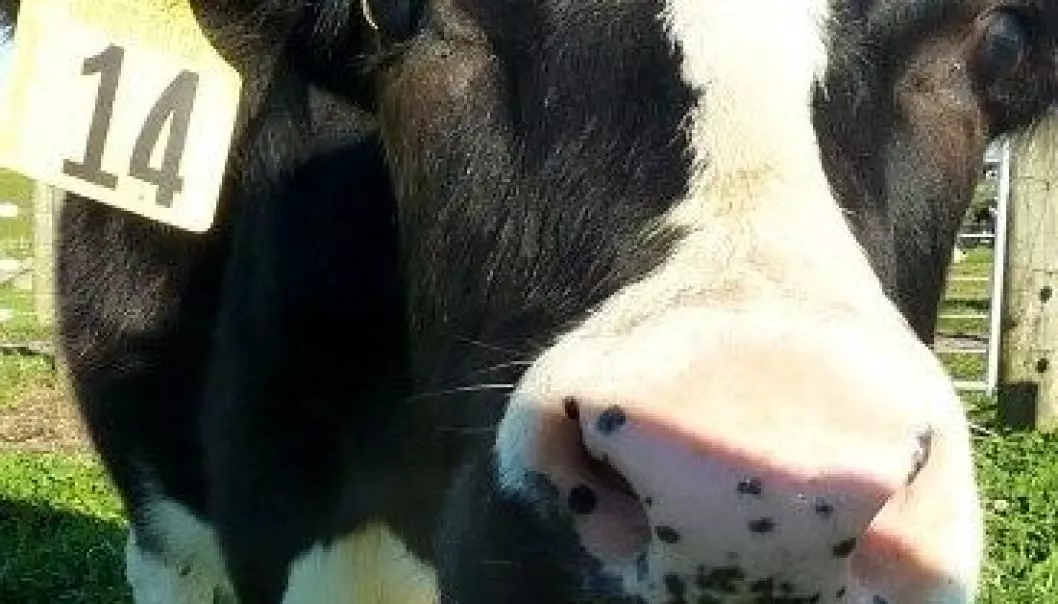 Daisy er genmanipulert for å gi allergivennlig melk