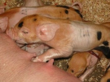 Nyfødte grisunger. (Foto: Vibeke Rootwelt)