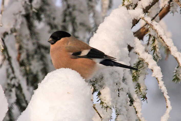Dompapen er hos oss hele året, vi ser den mest på vinteren. Derfor har den også blitt en julefugl. (Foto: Hans Petter Kristoffersen / Skog og landskap) Dompapen er hos oss hele året, vi ser den mest på vinteren. Derfor har den også blitt en julefugl. (Foto: Hans Petter Kristoffersen / Skog og landskap)