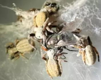 Tre edderkopper er i gang med å dele en flue. Disse edderkoppene er sosiale, men de fleste andre arter spiser hverandre hvis de får mulighet. Etterkoppene i familien Eresidae kan leve i grupper på opp til 1000 individer. (Foto: Virginia Settepani)