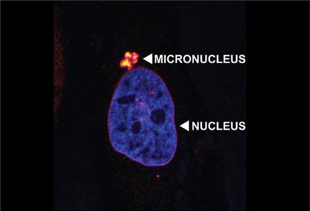 The image illustrates the cores with a red cell membrane and blue genome. The image illustrates the cores with a red cell membrane and blue genome.