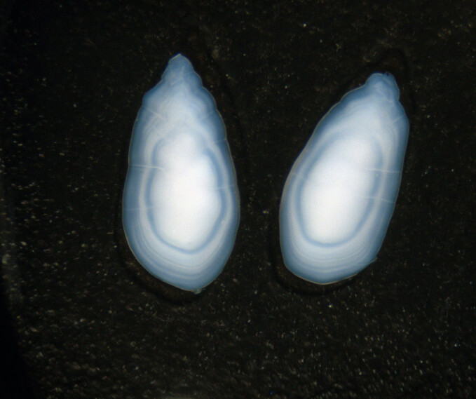 Sand lance otoliths. Sand lance otoliths.