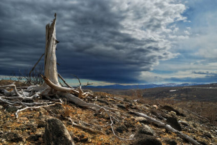 I den nye studien legges det fram betydelig lavere anslag for CO2-utslipp som følge av avskoging. (Foto: iStockphoto) I den nye studien legges det fram betydelig lavere anslag for CO2-utslipp som følge av avskoging. (Foto: iStockphoto)