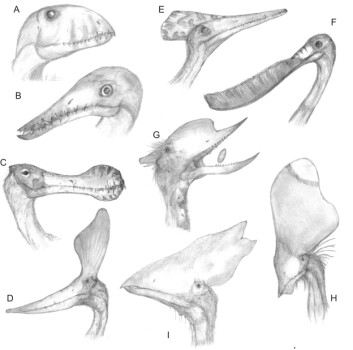 Illustrasjon av kraniene til forskjellige pterosaurer i gruppen pterodactyloidea, som viser variasjonen i både kjeveformen, tennene, proporsjoner og hodepynt på enten nebb eller i bakhodet. Artene som vises er: A, Dimorphodon; B, Rhamphorhynchus; C, Coloborhynchus; D, Pteranodon; E, Pterodactylus; F, Pterodaustro; G, Dsungaripterus; H, Tupandactylus; I, Thalassodromeus. (Illustrasjon: Mark Witton) Illustrasjon av kraniene til forskjellige pterosaurer i gruppen pterodactyloidea, som viser variasjonen i både kjeveformen, tennene, proporsjoner og hodepynt på enten nebb eller i bakhodet. Artene som vises er: A, Dimorphodon; B, Rhamphorhynchus; C, Coloborhynchus; D, Pteranodon; E, Pterodactylus; F, Pterodaustro; G, Dsungaripterus; H, Tupandactylus; I, Thalassodromeus. (Illustrasjon: Mark Witton)