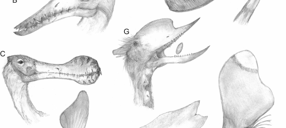 Illustrasjon av kraniene til forskjellige pterosaurer i gruppen pterodactyloidea, som viser variasjonen i både kjeveformen, tennene, proporsjoner og hodepynt på enten nebb eller i bakhodet. Artene som vises er: A, Dimorphodon; B, Rhamphorhynchus; C, Coloborhynchus; D, Pteranodon; E, Pterodactylus; F, Pterodaustro; G, Dsungaripterus; H, Tupandactylus; I, Thalassodromeus. (Illustrasjon: Mark Witton)