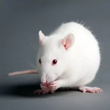 Noen mus må være mye mer påpasselige enn andre med hva de spiser. (Foto: Colourbox)