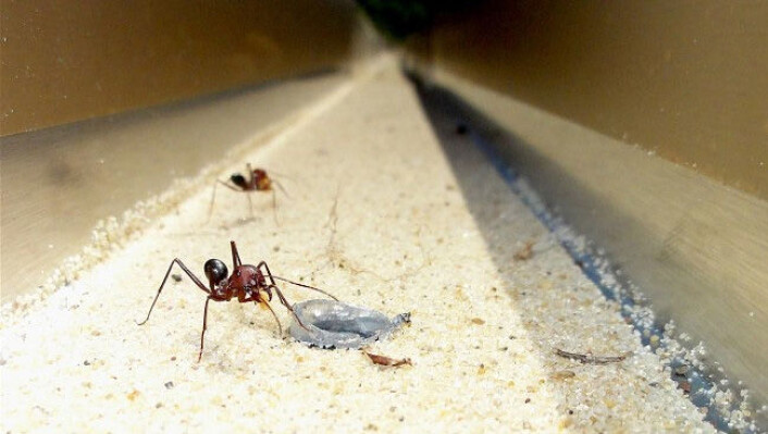 Maur kunne finne vegen heim når det einaste landemerket som fanst var vibrasjonar i bakken nær holet. (Foto: Elisa Badeke, Max Planck Institute for Chemical Ecology) Maur kunne finne vegen heim når det einaste landemerket som fanst var vibrasjonar i bakken nær holet. (Foto: Elisa Badeke, Max Planck Institute for Chemical Ecology)