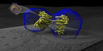 En celle er i ferd med å dele seg i to identiske, nye celler - det som også kalles mitose. (Bilde: A. Noske, T. Deerinck, National Center for Microscopy &amp; Imaging Research/H. Ou, C. O’Shea, Salk Institute)