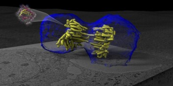En celle er i ferd med å dele seg i to identiske, nye celler - det som også kalles mitose. (Bilde: A. Noske, T. Deerinck, National Center for Microscopy & Imaging Research/H. Ou, C. O’Shea, Salk Institute) En celle er i ferd med å dele seg i to identiske, nye celler - det som også kalles mitose. (Bilde: A. Noske, T. Deerinck, National Center for Microscopy & Imaging Research/H. Ou, C. O’Shea, Salk Institute)