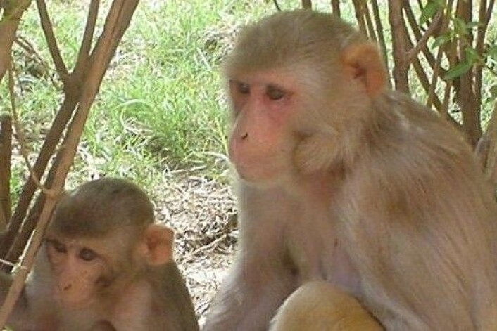 Forskere fikk rhesusaper til å strekke seg etter forskjellige ting, og leste samtidig av hjernesignalene deres. Noe av det de overraskende fant ut var at apenes forskjellige personligheter viste seg på de dekodede hjernesignalene deres. (Foto: Wikimedia commons) Forskere fikk rhesusaper til å strekke seg etter forskjellige ting, og leste samtidig av hjernesignalene deres. Noe av det de overraskende fant ut var at apenes forskjellige personligheter viste seg på de dekodede hjernesignalene deres. (Foto: Wikimedia commons)