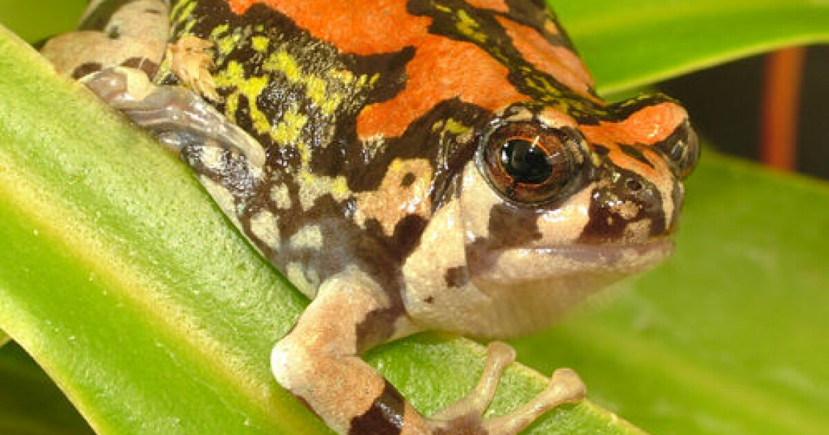 malagasy raimboy frog