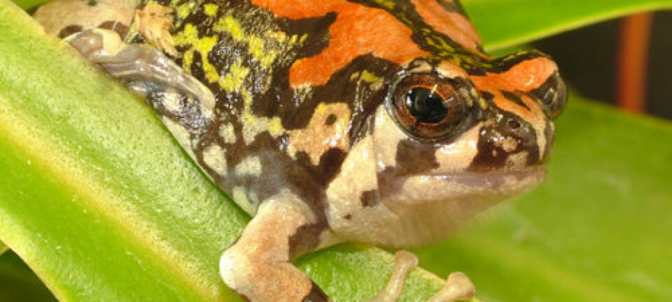 Malagasy rainbow frog Georg Sunter, Zoological Society of London