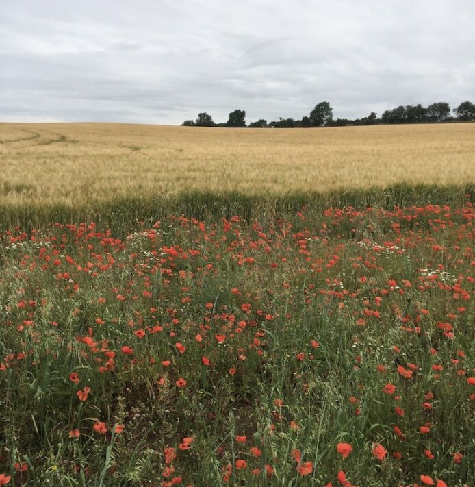 Ett av forsøksfeltene til forsker Kamilla Skaalsveen på toppen av Bredon Hill i Worcestershire, Storbritannia. Ett av forsøksfeltene til forsker Kamilla Skaalsveen på toppen av Bredon Hill i Worcestershire, Storbritannia.