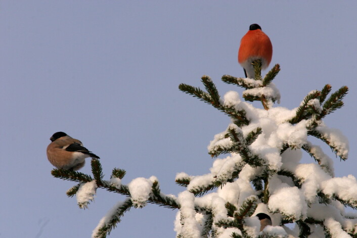 Dompap (Pyrrhula pyrrhula) er i finkefamilien Fringillidae. (Foto: Hans Petter Kristoffersen / Skog og landskap) Dompap (Pyrrhula pyrrhula) er i finkefamilien Fringillidae. (Foto: Hans Petter Kristoffersen / Skog og landskap)