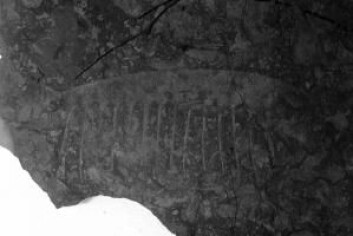 Det er blant annet dette fossilet Jakob Vinther har brukt for å vise at Tamisiocaris var en filterspiser. (Foto: University of Bristol) Det er blant annet dette fossilet Jakob Vinther har brukt for å vise at Tamisiocaris var en filterspiser. (Foto: University of Bristol)