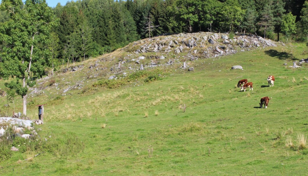 Dette kan se ut som bildet fra en Freia-reklame, men er i sannhet fra beitet på Håberg gård. Beitet på gården er også gjenstand for den regenerative metoden: Mer om det litt lenger ned i artikkelen. Dette kan se ut som bildet fra en Freia-reklame, men er i sannhet fra beitet på Håberg gård. Beitet på gården er også gjenstand for den regenerative metoden: Mer om det litt lenger ned i artikkelen.