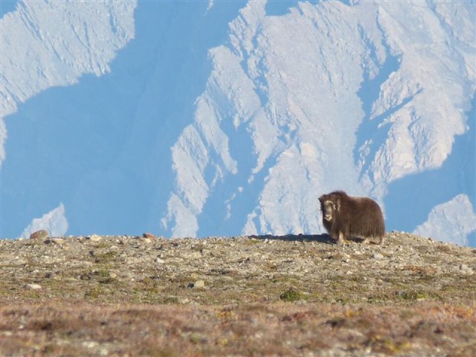 Svaret på hvordan denne moskusoksen – og alle andre dyr – har oppstått, ligger kanskje gjemt i fjellet under den. Sirius Passet på Nord-Grønland er et av de få stedene i verden hvor man har funnet fossiler av bløtdyr fra jordens tidligste dyreliv. Forskerne mener de gi oss nøkkelen til å forstå utviklingen fra enkle bakterier til et mangfoldig dyreliv. (Foto: Emma Hammarlund)