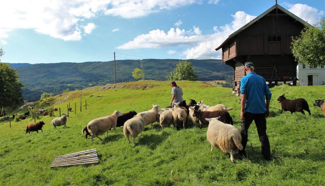 Denne flokken har vært på beite i fjellet hele sommeren, men om høsten er det ubønnhørlig tilbake til gards. Denne flokken har vært på beite i fjellet hele sommeren, men om høsten er det ubønnhørlig tilbake til gards.