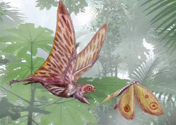 Flygeøglen Anurognathus ammoni på jakt (Illustrasjon: Dmitry Bogdanov/Wikimedia Creative Commons)