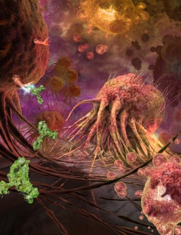 Et antistoff angriper reseptorer (i grønt) på kreftceller fra brystkreft. (Illustrasjon: E. Paul &amp; Q. Paul, Echo Medical Media/R. Gamble, UAB Insight)