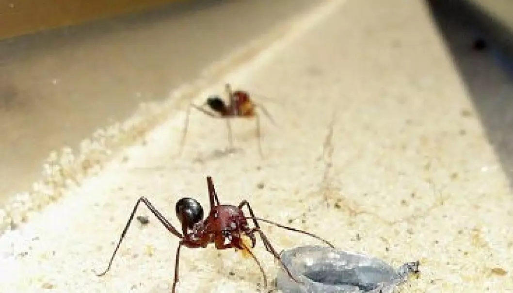 Ørkenmaur luktar seg heim på anden til andre maur