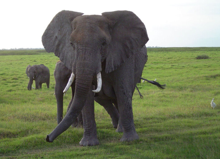 Elefanter kan kommunisere over lange avstander med en lavfrekent rumling som knapt kan høres av mennesker. Elefant i Amboseli National Park i Kenya. (Foto: Angela S. Stoeger) Elefanter kan kommunisere over lange avstander med en lavfrekent rumling som knapt kan høres av mennesker. Elefant i Amboseli National Park i Kenya. (Foto: Angela S. Stoeger)