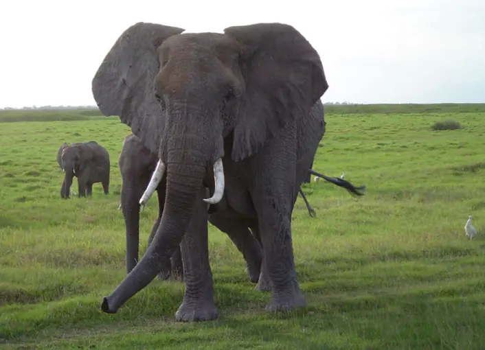 Elefanter kan kommunisere over lange avstander med en lavfrekent rumling som knapt kan høres av mennesker. Elefant i Amboseli National Park i Kenya. (Foto: Angela S. Stoeger) Elefanter kan kommunisere over lange avstander med en lavfrekent rumling som knapt kan høres av mennesker. Elefant i Amboseli National Park i Kenya. (Foto: Angela S. Stoeger)