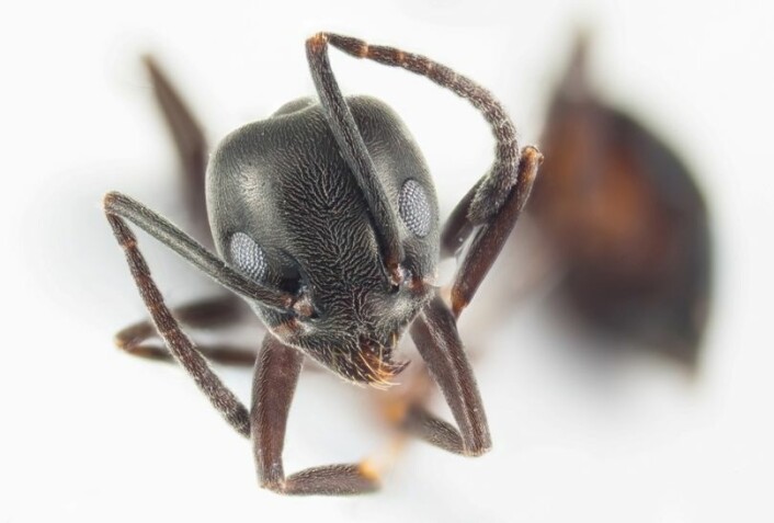 Tapinoma-mauren er en av mange arter som får sjansen til å prøve seg i norsk natur. (Foto: Arnstein Staverløkk/Nina)