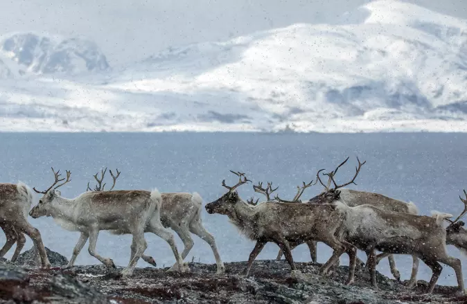 Dyr i Arktis har helt spesielle årstider å forholde seg til, med konstant lys og konstant mørke.