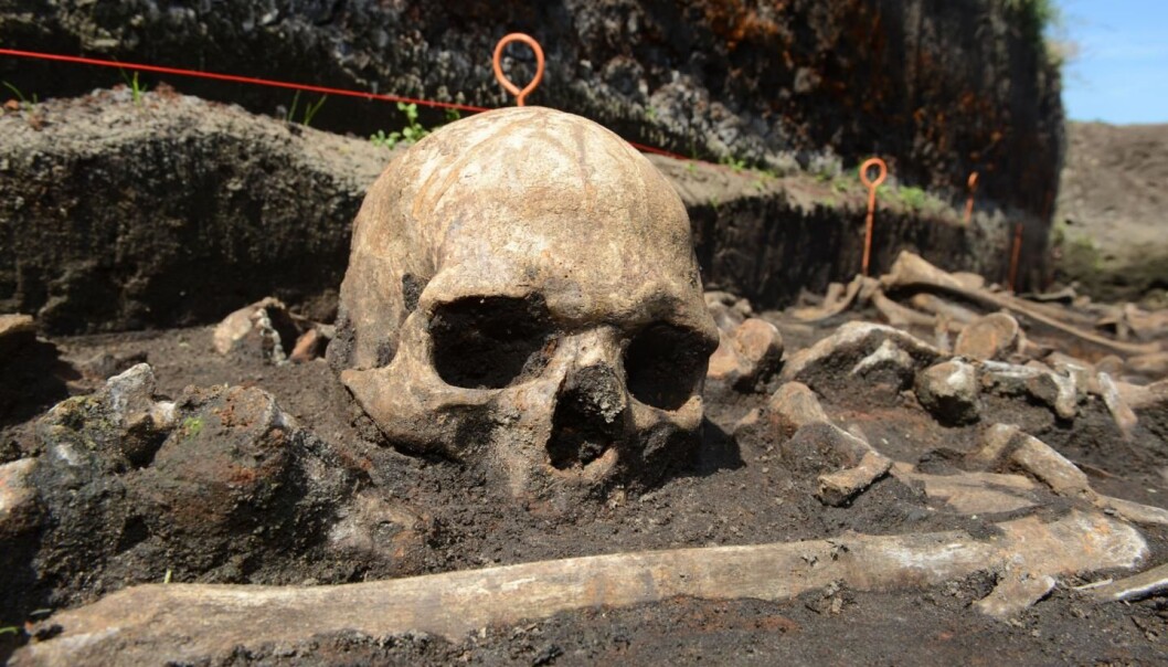 Skallen tilhører en av de falne i et kjempeslag i Tollensedalen for 3200 år siden. Nå kan de gamle krigerne kaste lys over melketoleranse i den europeiske befolkningen. Skallen tilhører en av de falne i et kjempeslag i Tollensedalen for 3200 år siden. Nå kan de gamle krigerne kaste lys over melketoleranse i den europeiske befolkningen.
