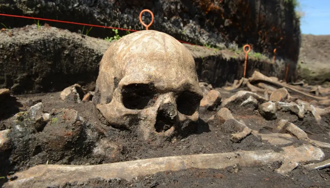 Skallen tilhører en av de falne i et kjempeslag i Tollensedalen for 3200 år siden. Nå kan de gamle krigerne kaste lys over melketoleranse i den europeiske befolkningen. Skallen tilhører en av de falne i et kjempeslag i Tollensedalen for 3200 år siden. Nå kan de gamle krigerne kaste lys over melketoleranse i den europeiske befolkningen.