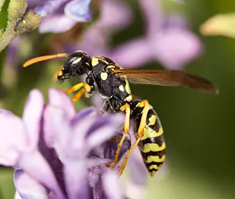 Du trodde kanskje at bare biene gjorde en jobb i pollineringsprosessen? Neida, vepsen bidrar også; den tyr gjerne til blomsternektar når den er på jakt etter noe søtt.