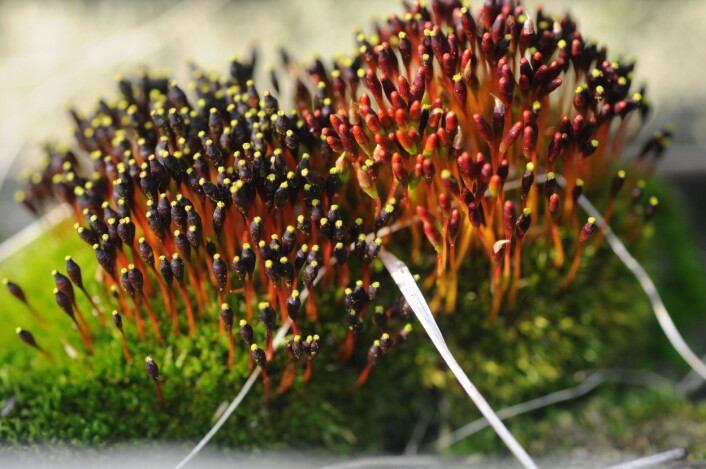 Fagerlemenmose, eller Tetraplodon mnioides, er den vanligste lemenmosearten her i landet. Den vokser på dyrerester, reinsdyrhorn, elghorn, hår, ekskrementer og oppgulpboller fra rovfugler og ugler. (Foto: Tommy Prestø/NTNU) Fagerlemenmose, eller Tetraplodon mnioides, er den vanligste lemenmosearten her i landet. Den vokser på dyrerester, reinsdyrhorn, elghorn, hår, ekskrementer og oppgulpboller fra rovfugler og ugler. (Foto: Tommy Prestø/NTNU)