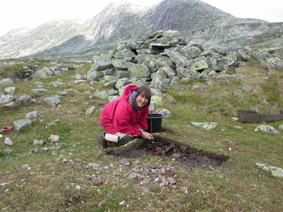 Osteologen Anne Karin Hufthammer, som har analysert beinmaterialet, graver i avfalldyngen på Sumtangen. (Foto: S. Indrelid, Universitetsmuseet i Bergen)