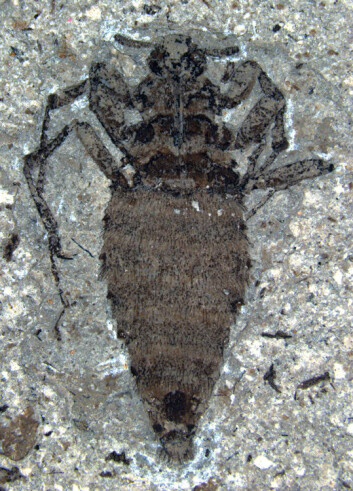 Denne forhistoriske loppa frå juratida kan ha soge blod frå dinosaurar. (Foto: D. Huang et al, Nature) Denne forhistoriske loppa frå juratida kan ha soge blod frå dinosaurar. (Foto: D. Huang et al, Nature)