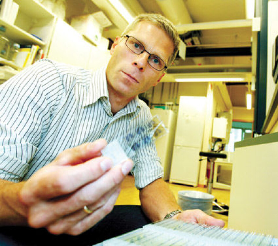 'Geir Lasse Taranger viser fram histologiske snitt av torskegonader der modningen er forsinket med lysstyring'