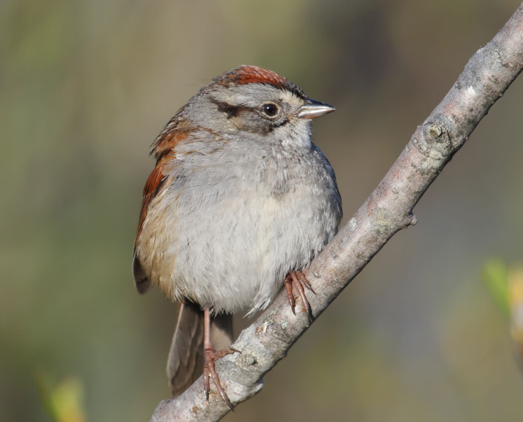 Spurvene våkner også med rusten stemme. Da er det viktig å varme opp før en dag full av sang kan starte. På bildet er en spurv av typen sumpspurv (Melospiza georgiana) Spurvene våkner også med rusten stemme. Da er det viktig å varme opp før en dag full av sang kan starte. På bildet er en spurv av typen sumpspurv (Melospiza georgiana)