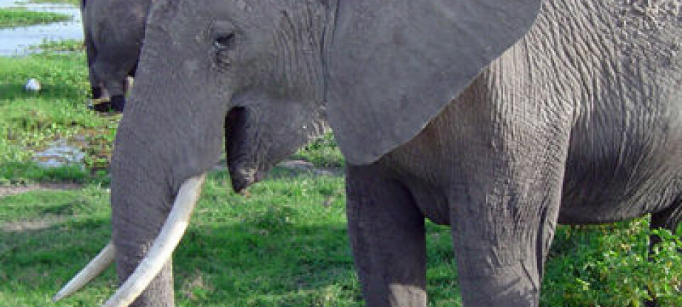 Elefant Angela S. Stoeger
